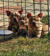 SrbijaOglasi - American Bully pocket i egzotic u lilac i coko boji, 