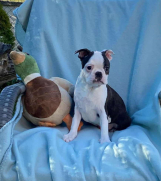 SrbijaOglasi - Dostupno musko stene Boston terijera 