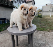 Batajnica - Na prodaju dva mužjaka chow chow stari tri meseca 