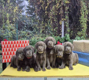 SrbijaOglasi - Izuzetna čokoladna štenad Labrador retrivera 