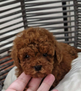 SrbijaOglasi - Registrovana odgajivacnica Hopy queen poodle  
