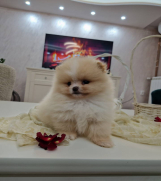 SrbijaOglasi - Pomeranci boo pravi medvedici 