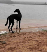 Batajnica - Saluki štenci, jedinstvena prilika 