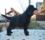 SrbijaOglasi - Na prodaju štenci labrador retrivera crne boje
