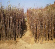 Batajnica - RASADNIK NASTIC SAŠE prodaja voćnih sadnica za prolećnu sadnju  