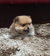 Štenci pomeranskog špica prelepog krzna   