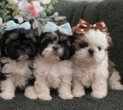 Batajnica - Prelepi Shih Tzu štenci iz registrovane FCI/KSS odgajivačnice 
