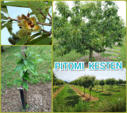 Prodajem sadnice pitomog kestena, sorta Marsol  