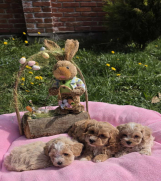 SrbijaOglasi - Predstavljamo vam novo leglo bebica maltipoo 