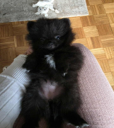 SrbijaOglasi - Na prodaju preslatki pomeranci    