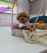 Batajnica - Toy pudle maleni mečići spremni za preuzimanje  