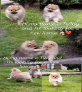 SrbijaOglasi - Štenci pomeranaca vrhunskog, šampionskog  porekla  