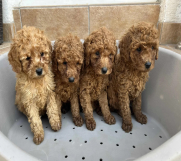 SrbijaOglasi - Pudla crveni i aprikot patuljasti stenci