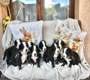 SrbijaOglasi - Bernski planinski pas 