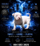 SrbijaOglasi - American bully štenci – vrhunski kvalitet  